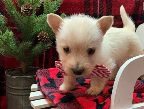  I Have A Male And Female Scottish Terrier Puppies