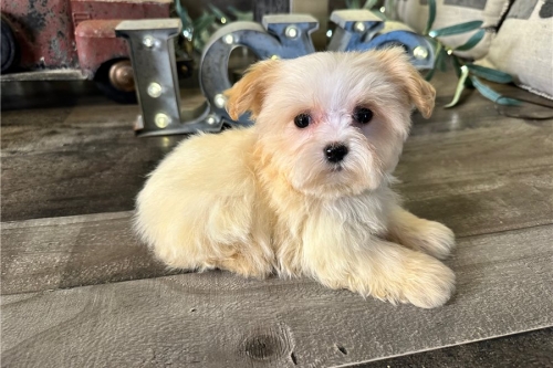 Very Cute, Social And Lovely Maltipoo Puppies For Adoption