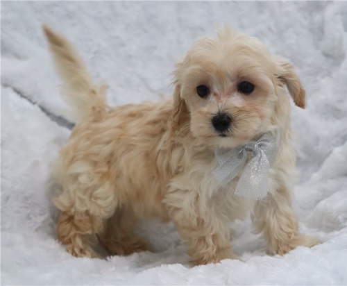 Very Cute, Social And Lovely Maltipoo Puppies For Adoption
