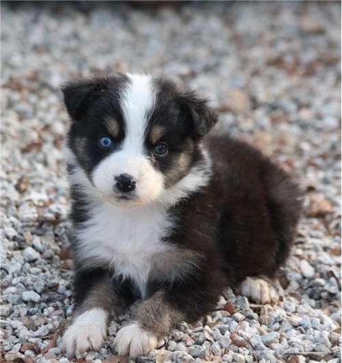  Australian Shepherds Pups That Just Loves To Be By Your Side 