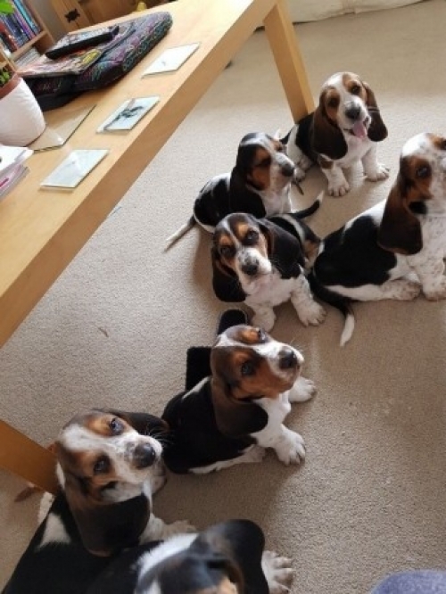 Valentines Day Quality Purebred Basset Hound Puppies For Sale