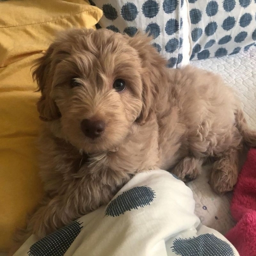 Valentines Day Goldendoodle Puppies For Sale 