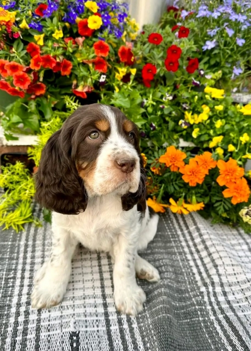 Sweet Surrender: Embrace Love With Adoptable English Springer Spaniels