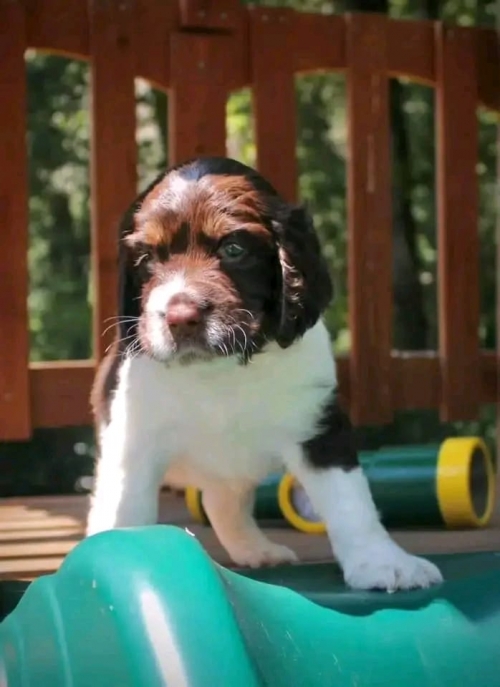 Forever Friends Wanted: Loving Homes For English Springer Spaniel Puppies