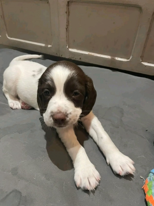 Enchanting Additions: Adopt These Sweet English Springer Spaniel Puppies