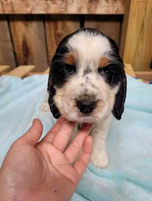 Furry Charmers: English Springer Spaniel Pups Ready For Adoption Bliss