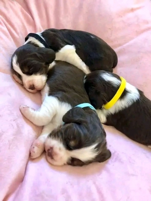 Pawsitively Irresistible: Your New Best Friend Awaits – Springer Spaniel Puppies