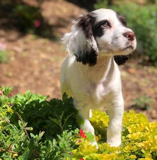 Affectionate Allies: Adopting Love With English Springer Spaniel Puppies