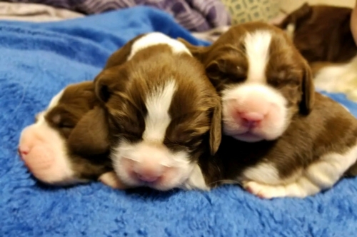 Puppy Love Alert: English Springer Spaniels Await Adoption Bliss