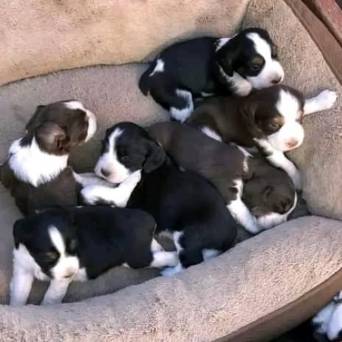 Loyal Love: English Springer Spaniel Puppies Seeking Forever Families