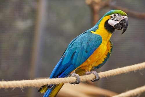  We Have Awesome Talking Pair Of Blue And Gold Macaw