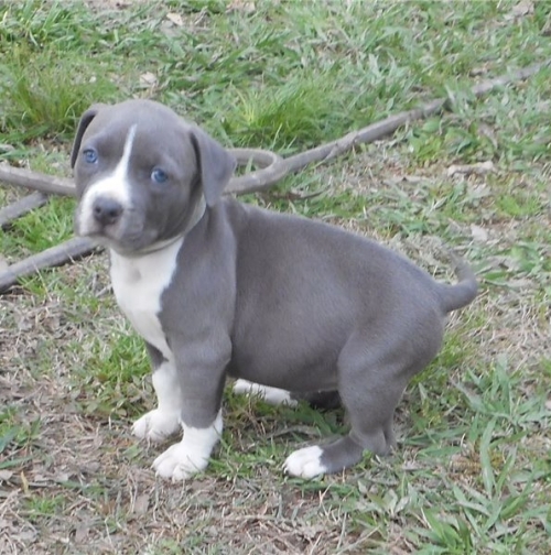   Handsome Pedigree Male And Female American Staffordshire Terrier Puppies