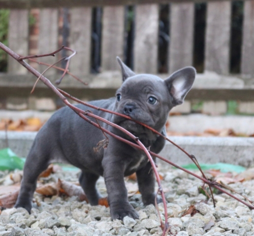 Male And Female French Bulldog Puppies