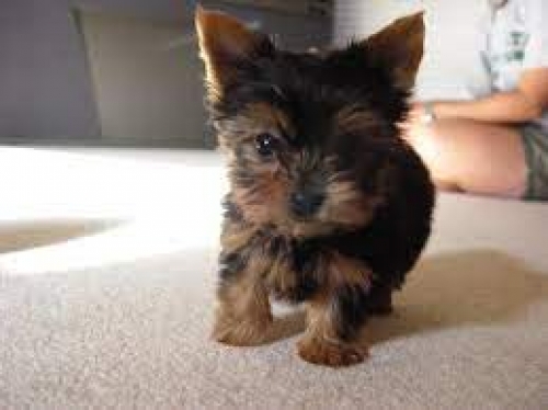 B-two  Yorkshire Terrier   12 Weeks 6 Days Old