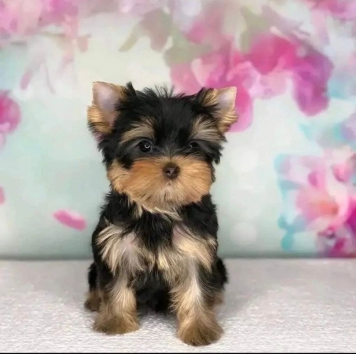 Tiny Yorkies For Sale Cheap 
