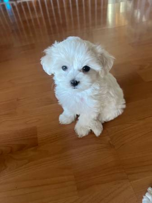 Gorgeous T-Cup Maltese Puppies