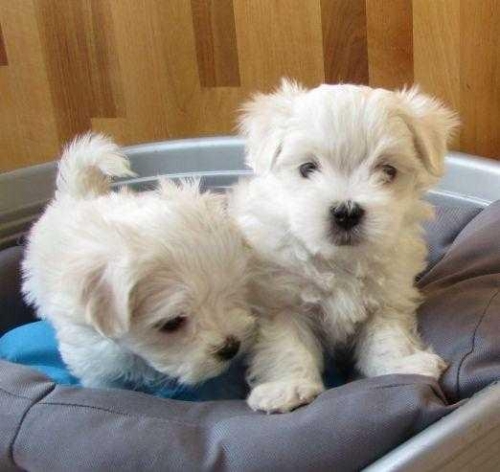 Cute Registered T-Cup Maltese Puppies