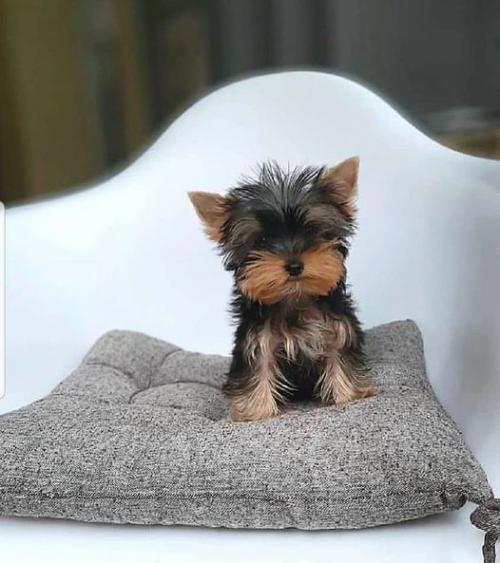 Snickers  Yorkshire Terrier 10 Weeks 2 Days Old
