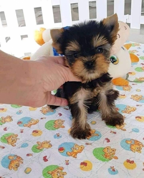 Zues  Yorkshire Terrier   11 Weeks 6 Days Old
