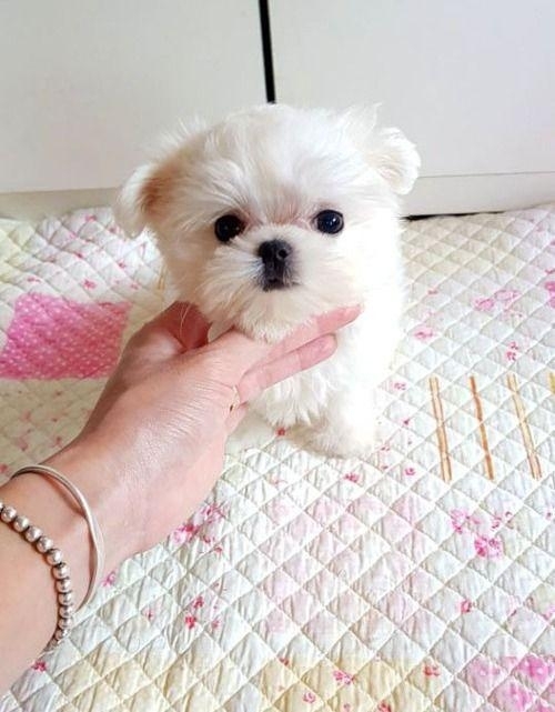 Nice And Healthy Maltese Puppies Available