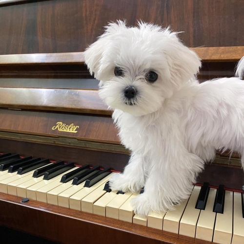 Two Registered Teacup Maltese Puppies For Sale.