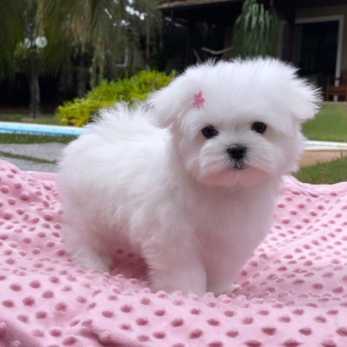 Cute Snow White Teacup Maltese Puppies For Sale