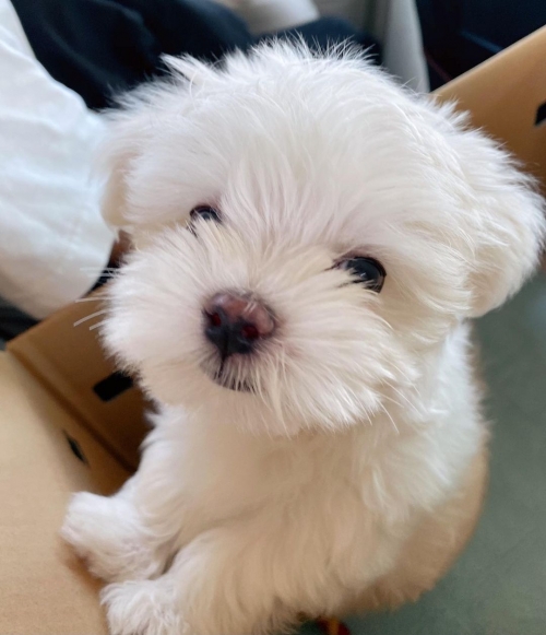 Akc Healthy Teacup Maltese Puppies For Sale