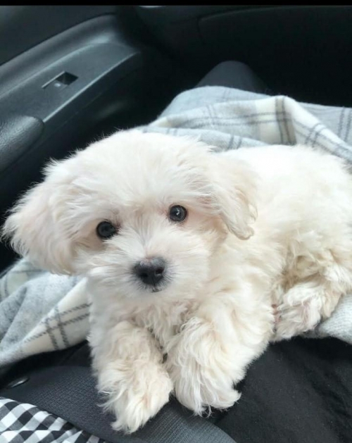 Adorable Teacup Maltese Puppies For Sale