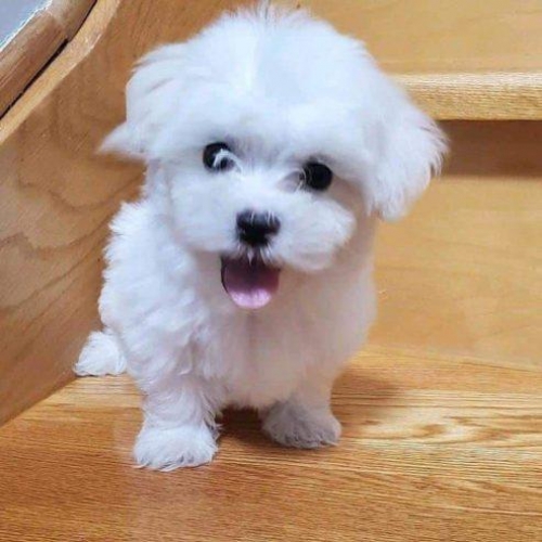 Cute And Lovely Teacup Maltese Puppies For Adoption