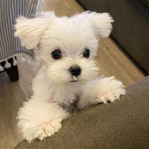 Playful Teacup Maltese Puppies For Adoption