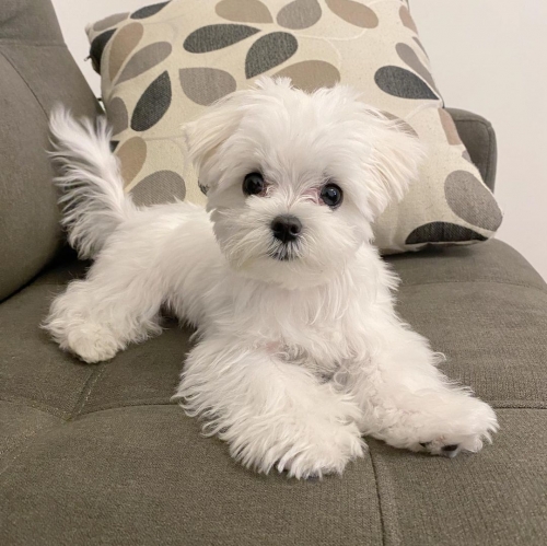 Nice Teacup Maltese Puppies For Adoption.