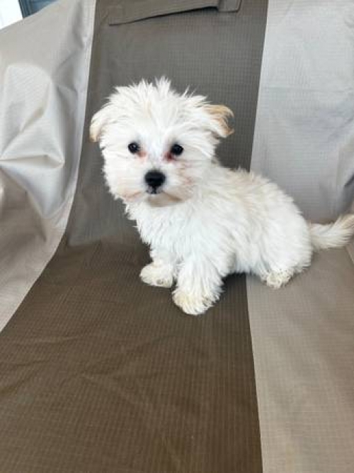 Certificate Teacup Maltese Puppies For Sale.