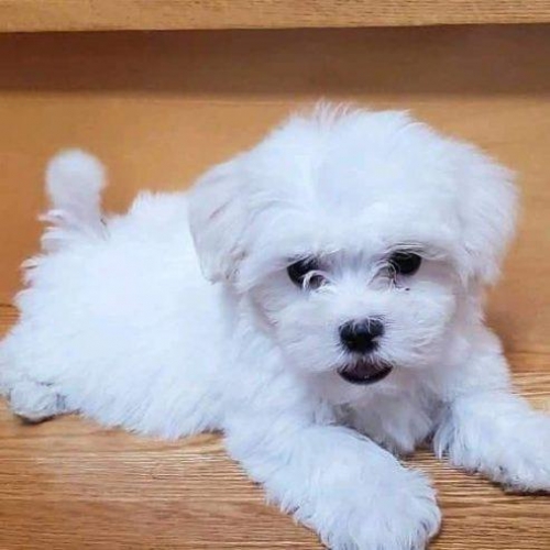 Purebred Male And Female Teacup Maltese Puppies For Adoption