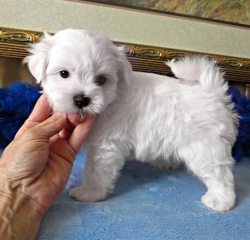 Outstanding Male And Female Teacup Maltese Puppies For Adoption