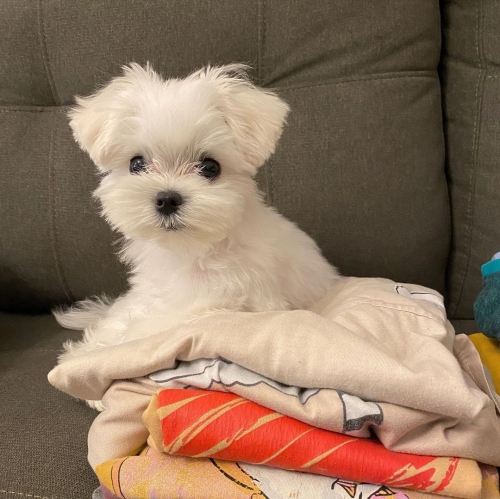 Super Cute Male And Female Teacup Maltese Puppies For Adoption