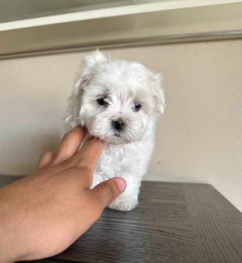 Awesome Male And Female Teacup Maltese Puppies For Adoption