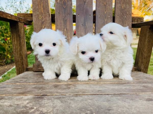 Potty Male And Female Teacup Maltese Puppies For Adoption.
