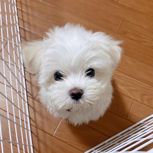 Micro Male And Female Teacup Maltese Puppies For Adoption