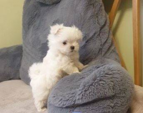 Beautiful Male And Female Teacup Maltese Puppies For Adoption