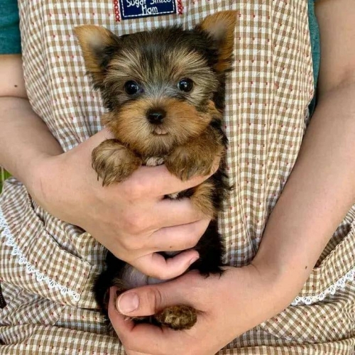 Toy Yorkshire Terriers