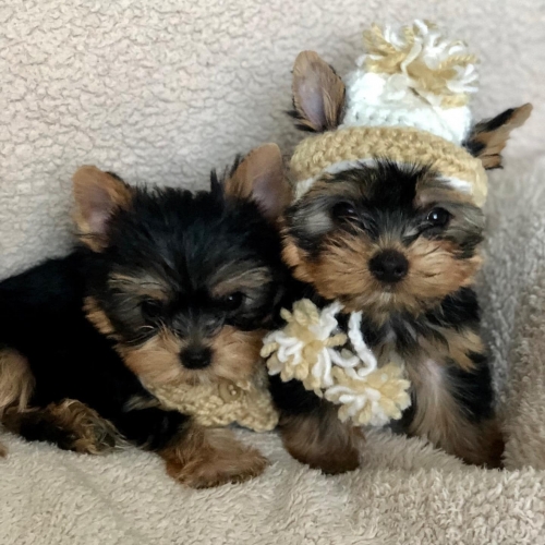 Adorable, Playful, Puppy Of Yorkshire Terrier