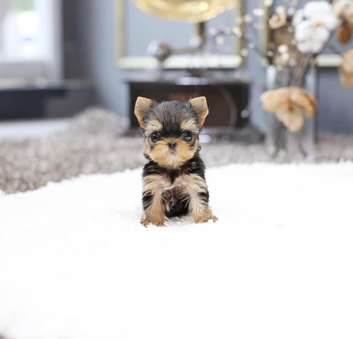 KC Registered 4 Gorgeous Yorkie Puppies For Sale