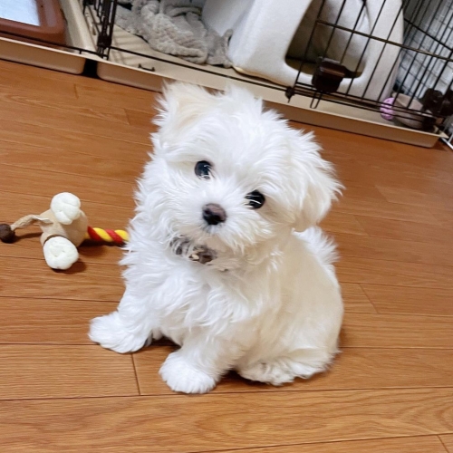Champion Male And Female Teacup Maltese Puppies