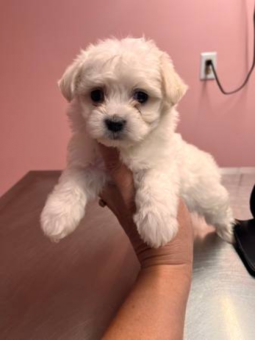 Exotic Male And Female Teacup Maltese Puppies